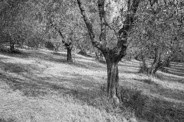 Olive grove