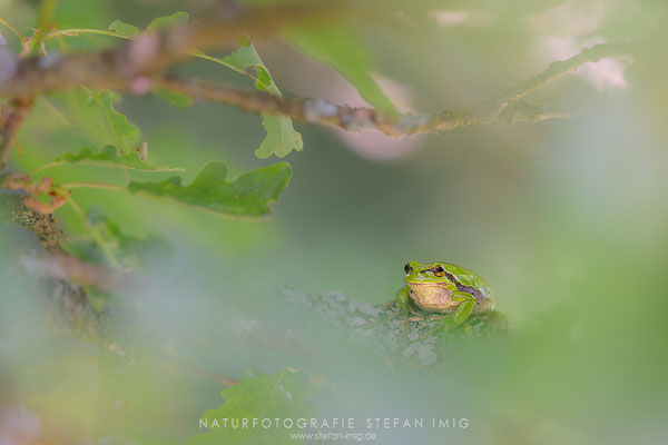 20250526-Laubfrosch-0483