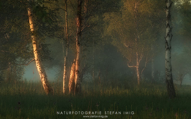 20250531-Birken im Nebel-10766