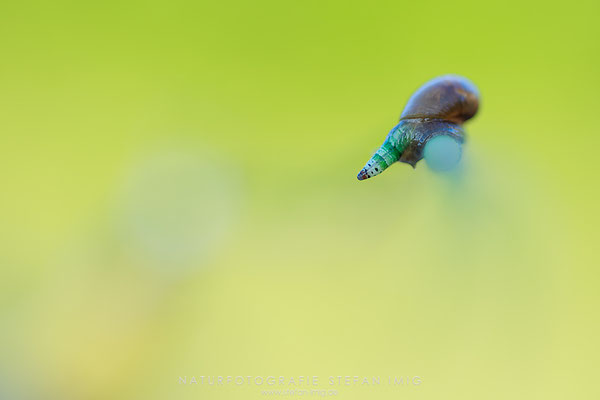 20250718-Schnecke mit parasit-11328