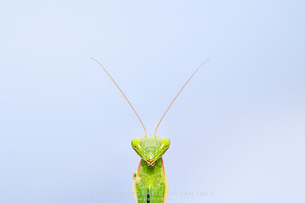 20250901-Mantis Religiosa-12997