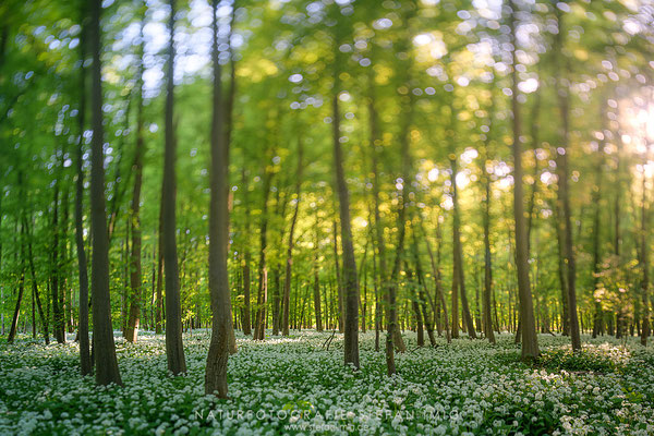 20250501-Baerlauchwald-