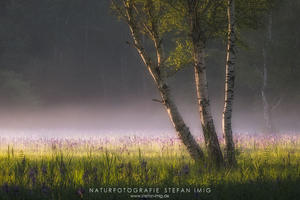 20240526-Birken im Nebel-7591