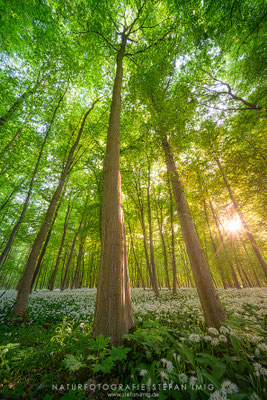 20250501-Sonnenaufgang im Baerlauchwald-