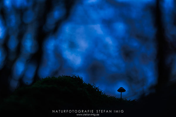20251101-Pilzsilhouette-10853