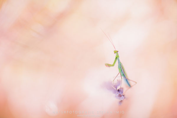 20240827-Mantis Religiosa-13692