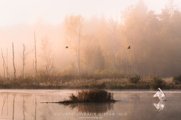 20181014-Misty Autumn morning-1409