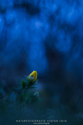 20250329-Adonisroeschen-5653