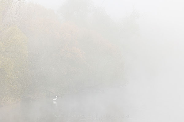 20251031-Silberreiher im Nebel-10453