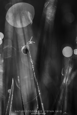 20240526-Schnecke auf Graesern-19139