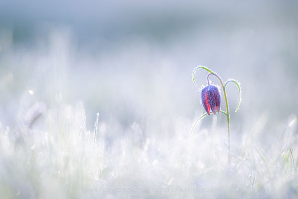 20240422-Schachblume im Raureif-9644