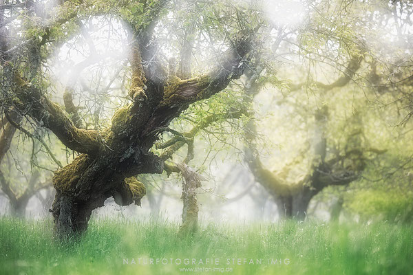 20250426-Alte Streuobstwiese-16268