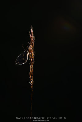 20240614-Schachbrettfalter Lowkey-0142