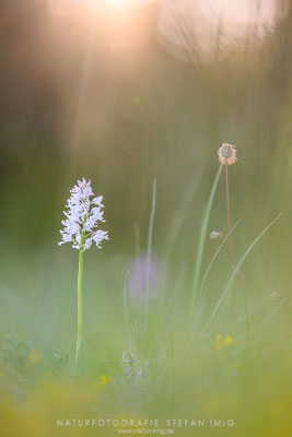 20250515-Orchis Militaris Alba-9392