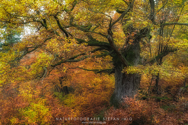 20251102-Herbstliche Eiche-0038