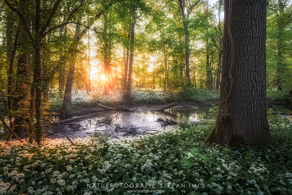 20250430-Sonnenuntergang im Baerlauchwald-