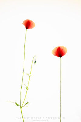 20240624-Mohn Highkey-11650