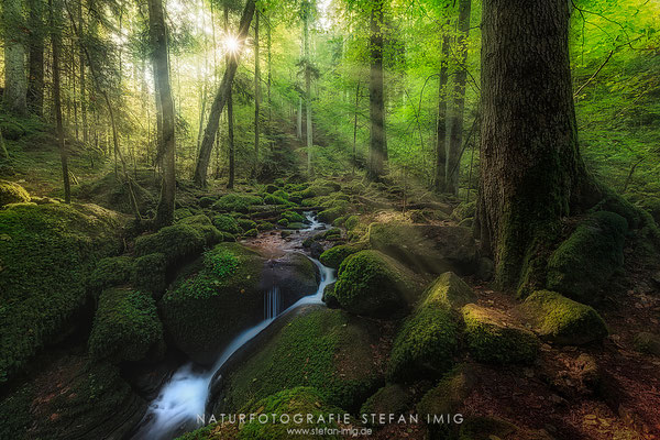 20250929-Kleiner Bach im Wald-