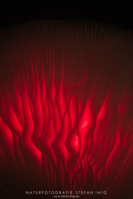 20251101-Lamellendetail-10725