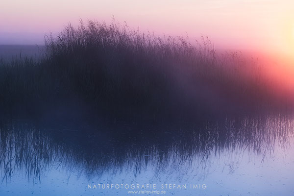 20240526-Nebel am Teich-18934
