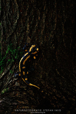 20240720-Feuersalamander-12591