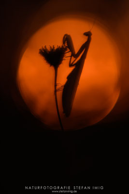 20250903-Mantis Religiosa-4966