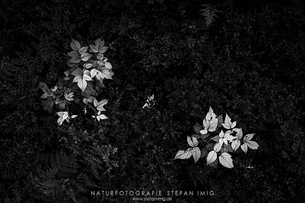20250727-Waldbodendetail-11715