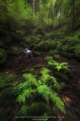 20240930-Farn im Wildbach-9680