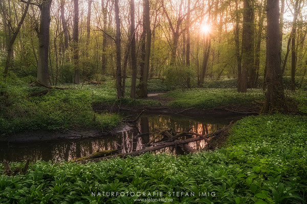 20240413-Sonnenaufgang im Baerlauchwald-
