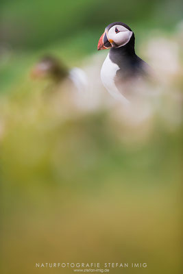 20150522-Two Puffins II-5235