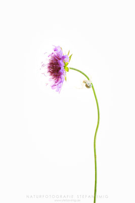 20240624-Krabbenspinne Higghkey-11672