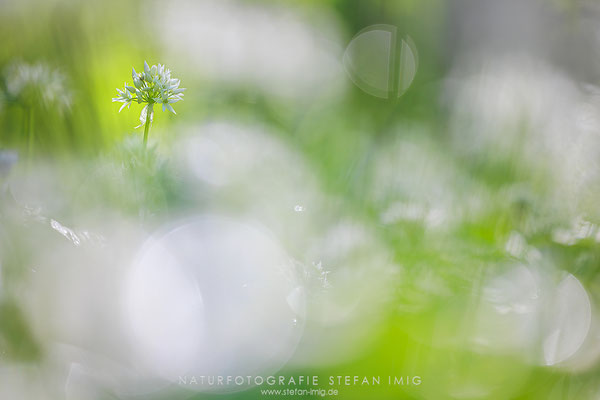 20240427-Baerlauchbluete-11356