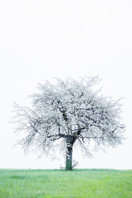 20240407-Apfelbaum-10371