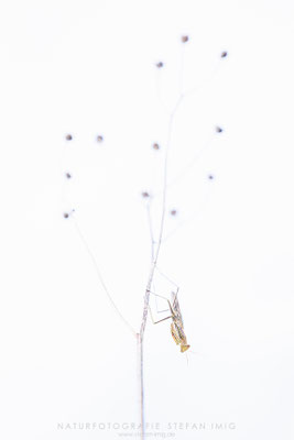 20250809-Mantis Religiosa Highkey-12304