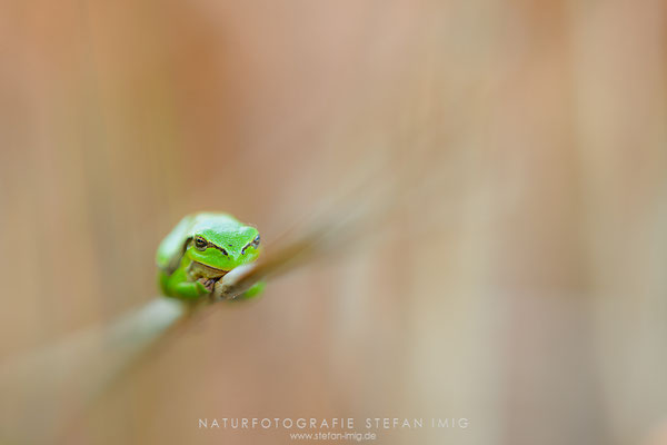 20250501-Laubfrosch-5980