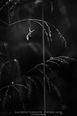 20240721-Schnecke im Gras-1911