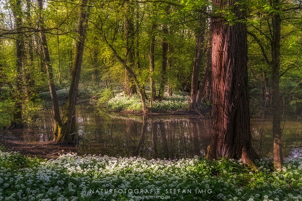 20240427-Morgens im Baerlauchwald-8519348