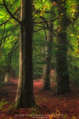 20251013-Herbstliche Buchen-18764