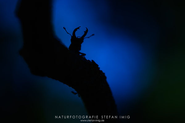 20250621-Hirschkaefer silhouette-0954