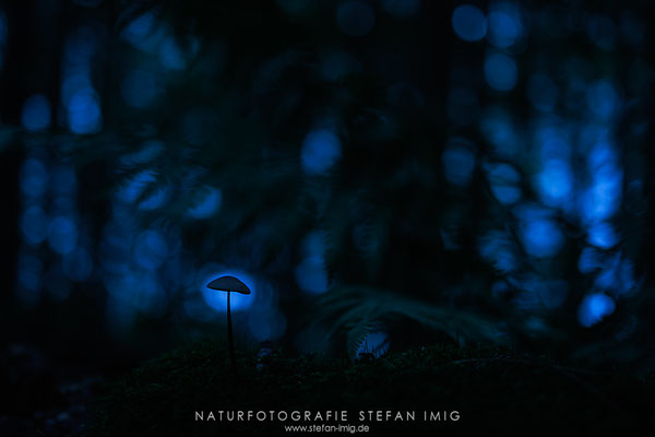 20241005-Pilzsilhouette-15575