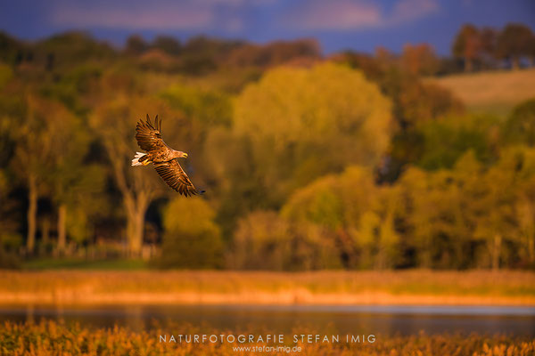 20251014-Seeadler beim Beutegriff-7132
