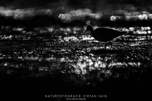 20240410-Kampflaeufer im Gegenlicht-7294