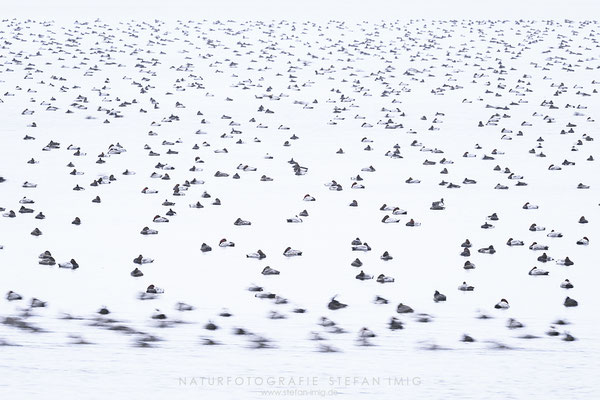 20251012-Enten auf einem See-6042