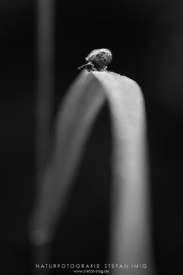 20250607-Schnecke auf einem Blatt-11064