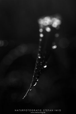 20240517-Tautropfen-11398
