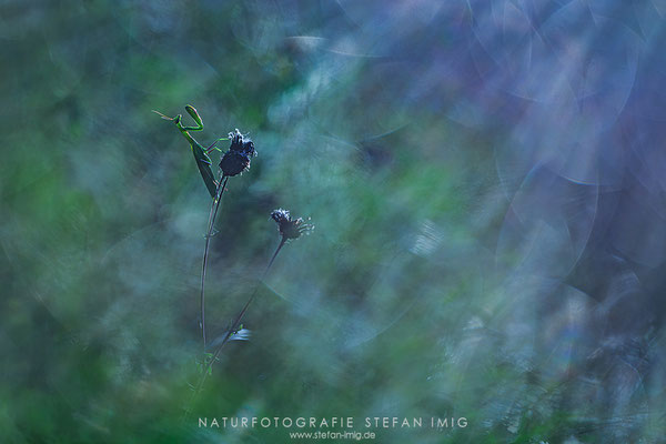 20250830-Mantis Religiosa-3980