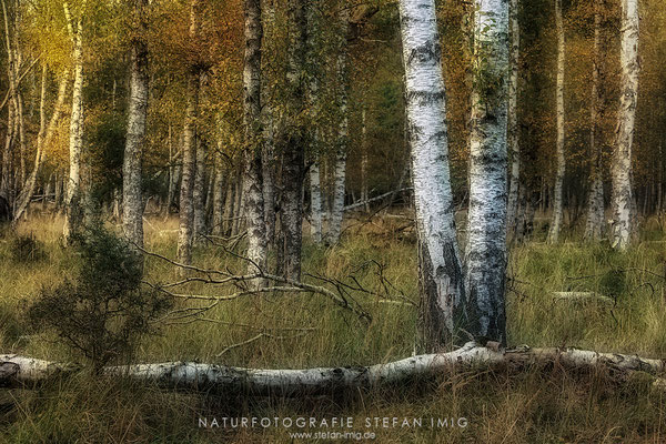 20251011-Birkenwald-18068