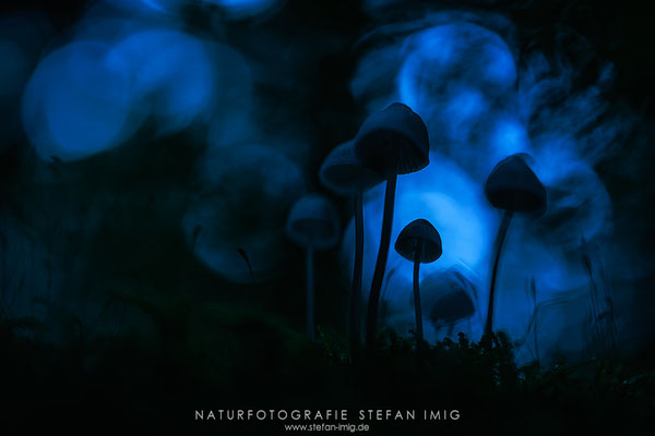 20241005-Pilzsilhouette-15595