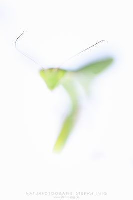 20250830-Mantis Religiosa Detai-12709