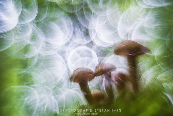20150923-Psychedelic Mushrooms-7501112